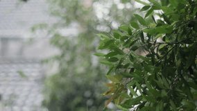 Syzygium Oleana tree with raindrops and blurred background or bokeh effect. Close-up and slow-motion shot. - Powered by Shutterstock - Get 15% off with code: PIKWIZARD15