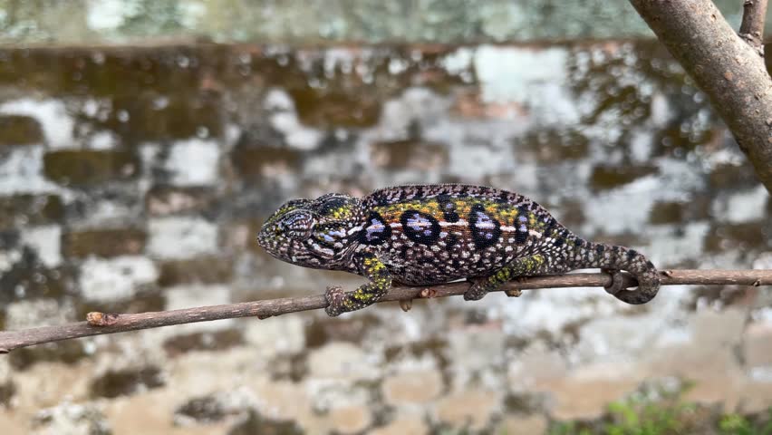 A Chameleon Perched on a Branch in Lush Green Foliage. A bright red chameleon with intricate patterns sits perched on a branch, blending seamlessly with the vibrant green leaves surrounding it. 
