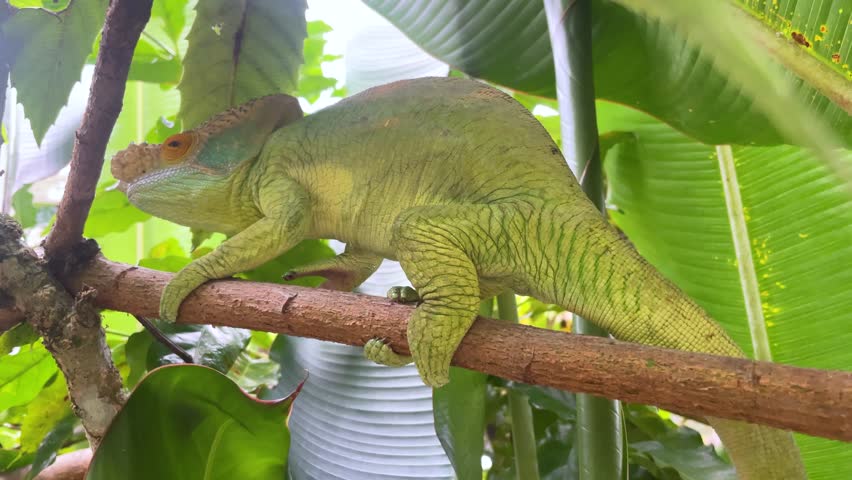 A Chameleon Perched on a Branch in Lush Green Foliage. A bright red chameleon with intricate patterns sits perched on a branch, blending seamlessly with the vibrant green leaves surrounding it. 