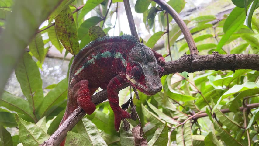 A Chameleon Perched on a Branch in Lush Green Foliage. A bright red chameleon with intricate patterns sits perched on a branch, blending seamlessly with the vibrant green leaves surrounding it. 