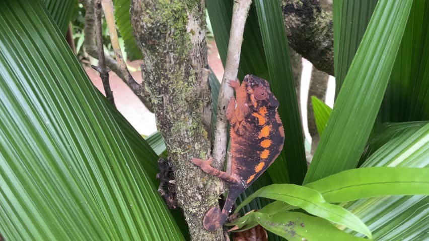 A Chameleon Perched on a Branch in Lush Green Foliage. A bright red chameleon with intricate patterns sits perched on a branch, blending seamlessly with the vibrant green leaves surrounding it. 