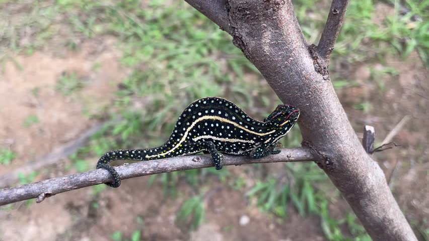 A Chameleon Perched on a Branch in Lush Green Foliage. A bright red chameleon with intricate patterns sits perched on a branch, blending seamlessly with the vibrant green leaves surrounding it. 