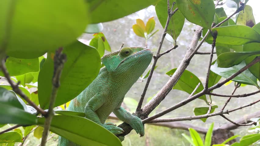 A Chameleon Perched on a Branch in Lush Green Foliage. A bright red chameleon with intricate patterns sits perched on a branch, blending seamlessly with the vibrant green leaves surrounding it. 
