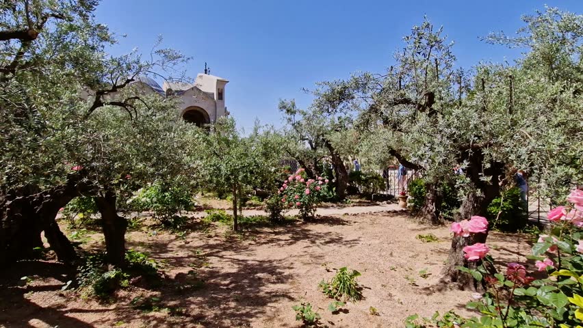 A view of the Garden of Ghetsemane in Jerusalem, Israel on a sunny day with people walking in the background