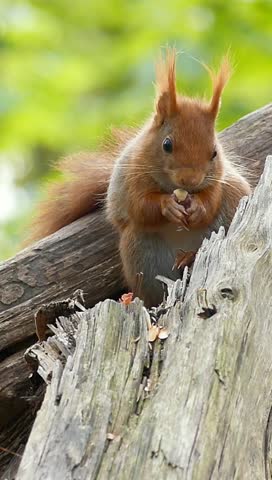 A vertical footage of an Eurasian red squirrel stands on a broken tree trunk eating nuts in daytime with blur background