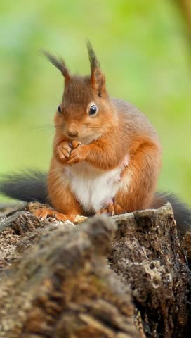 A vertical footage of a red squirrel stands on a broken tree trunk eating nuts on a sunny day with blur background
