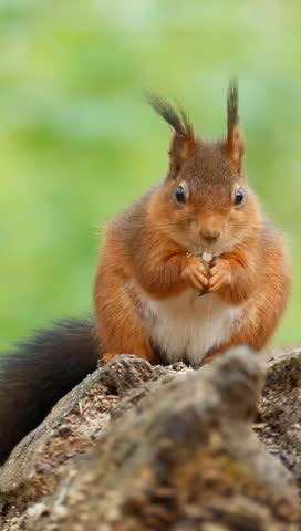 A vertical footage of a red squirrel stands on a broken tree trunk eating nuts in daytime with blur background