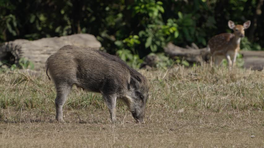 Wild Boar - Jungly. Badel in Nepal