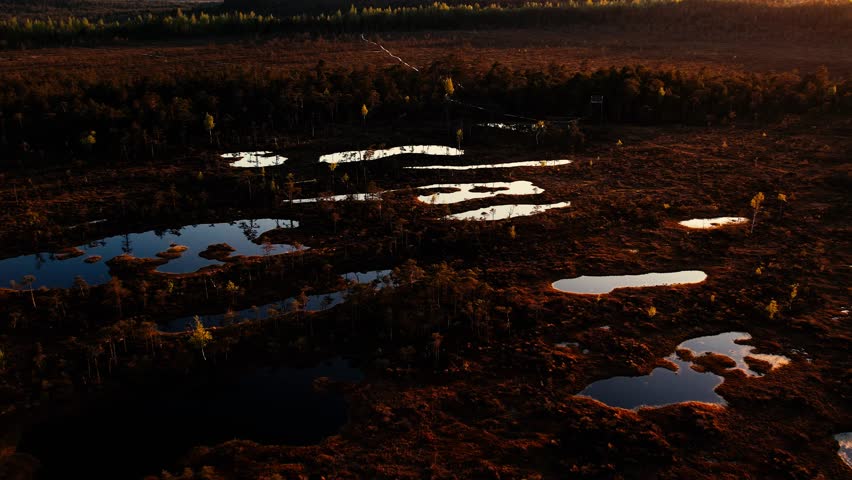 A serene swamp landscape featuring reflective water surrounded by green vegetation and trees. The peaceful scene captures the natural beauty and stillness of the wetland environment.