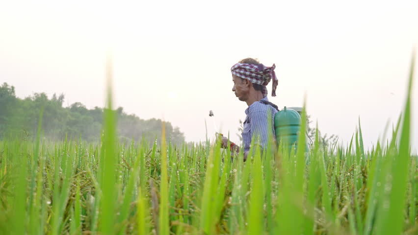 Real time shot of young Indian farmer using crop sprayer to apply fertilizer at cereal crops field