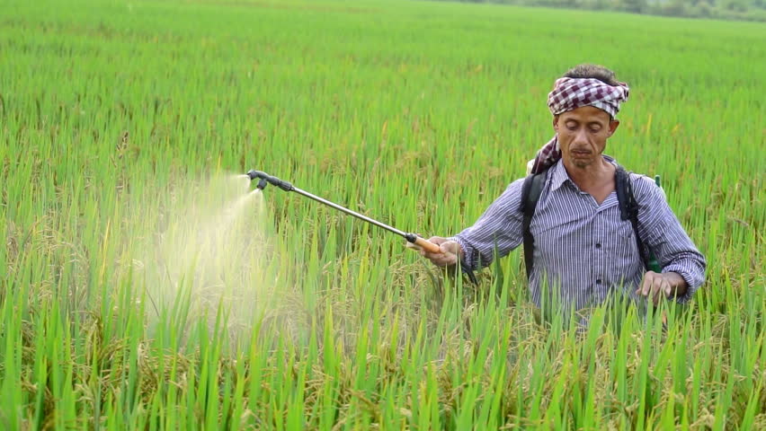 Indian adult farmer using pest control equipment to apply pesticides at agricultural field.