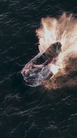 A drone footage of Humpback whale jumping out of the water on a sunny day off Sydney coast, Australia