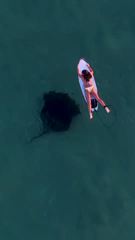 A vertical drone footage of huge manta ray swimming past under a female surfer on a sunny day at Maroubra beach, Sydney, New South Wales, Australia