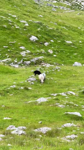 Three black, gray and white sheep walk along a high-mountain green meadow and nibble grass
