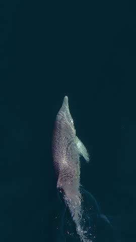 A vertical shot capturing a Bottlenose dolphin gracefully swimming in clear waters in slow motion.