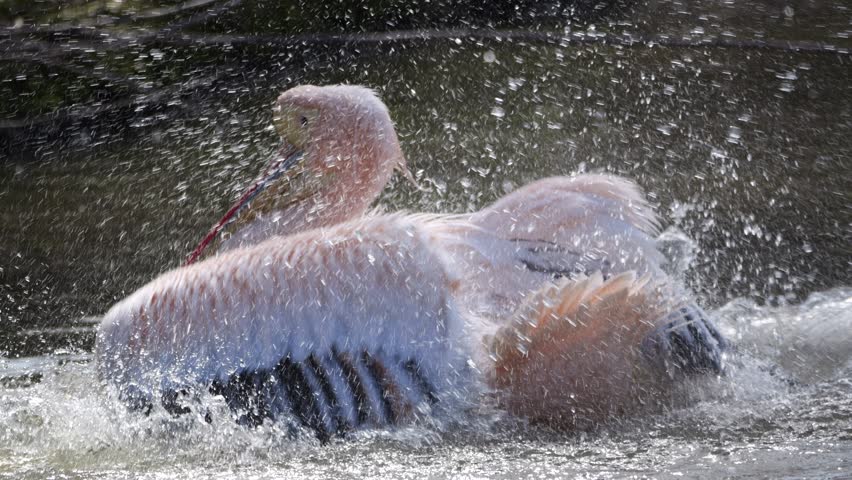 A close-up shot of a Great White Pelican splashing water with its wings