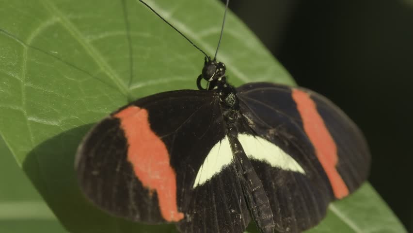A close up shot of Red postman with wide opened wings.