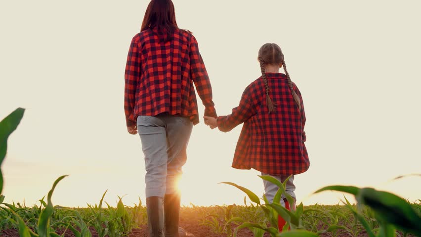 agriculture, farmer child walking hand hand across field, corn green field, green sprouts seedlings corn embryos, growing young fresh corn farm field, walking fertilized fields, walking boots, little