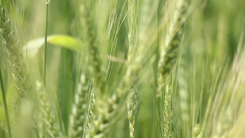 WHEAT-FIELDS-SKETCH Footage, Videos and Clips in HD and 4K - Avopix.com