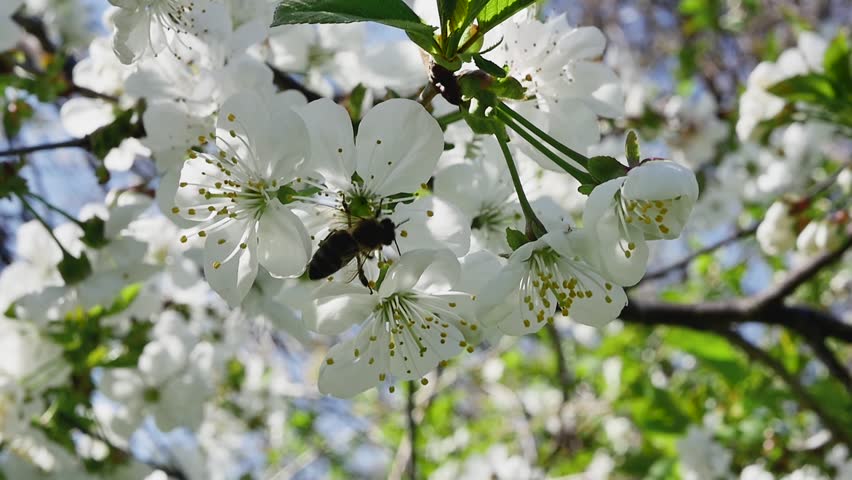 Bee dance. The grace of collecting nectar in the forest