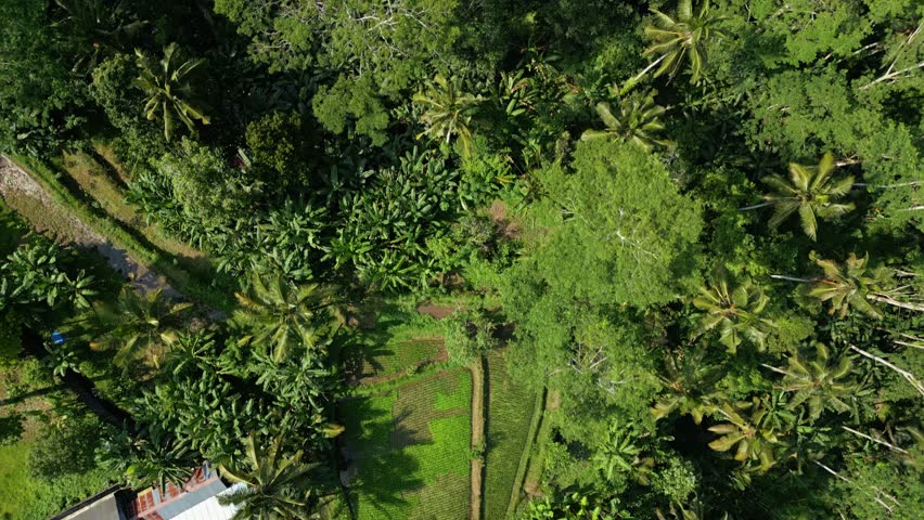 Aerial View Landscape with Green Forest Trees and Jungle. Drone Camera Travels Above Summer Nature of Beautiful Malaysia. Stunning Ecosystem of Wonderful Amazon Area Outside Indonesia Mountain River