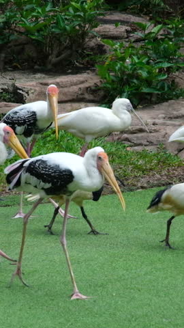 Painted stork Mycteria leucocephala is a large wader in the stork family. High definition shot at 4K video footage.