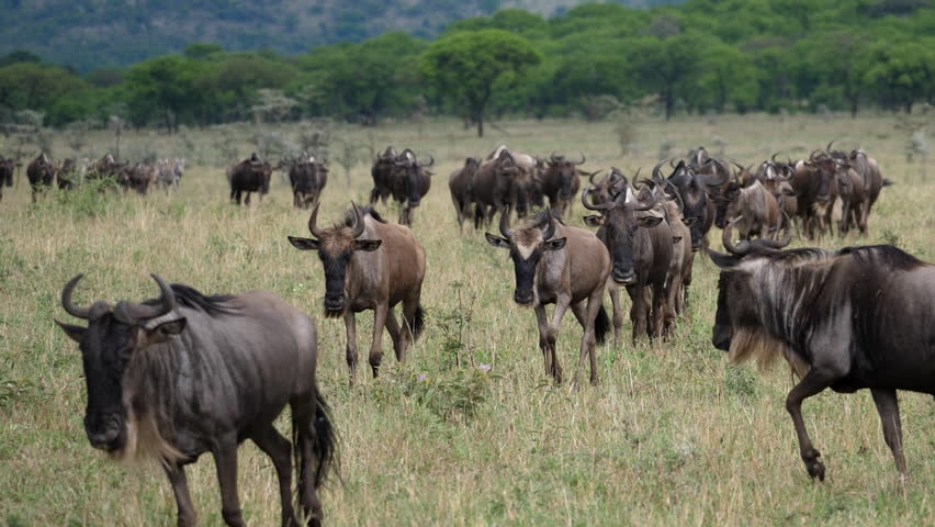 Huge group of Wildebeest, Great Migration Serengeti