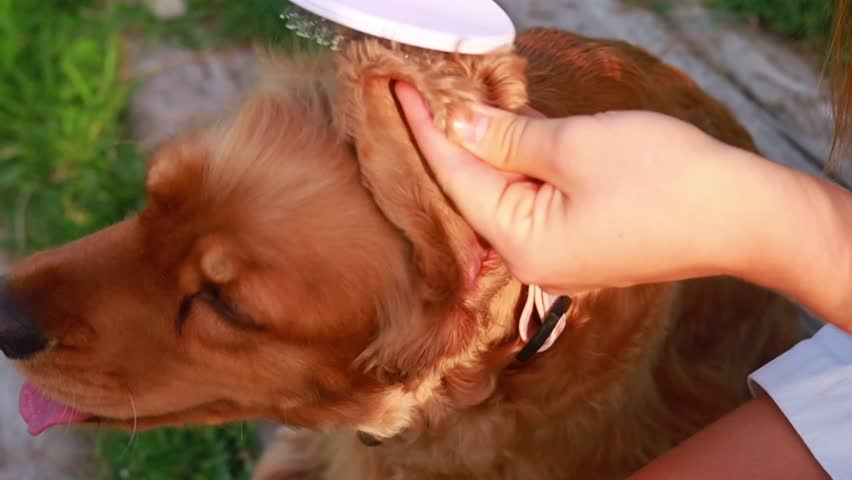 Young beautiful woman combs the dogs fur