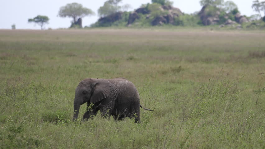 African Elephant Calf walks in high grass. smooth footage, camera follow the Kid.