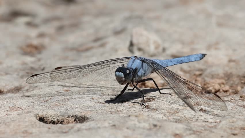 Close-up of dragonfly Orthetrum brunneum on a rock, turns its head and flies away. Alcoy, Spain