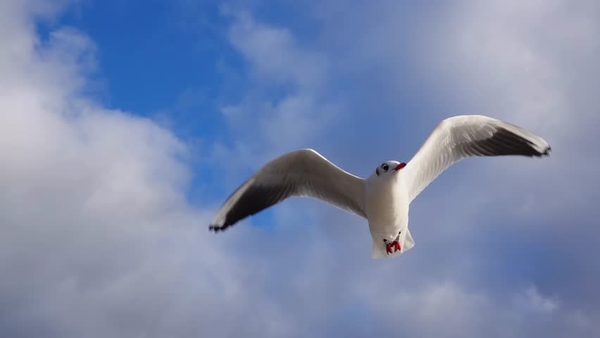 Soaring Seagull against the sky, slow motion