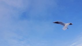 Soaring Seagull against the sky, slow motion - Powered by Shutterstock - Get 15% off with code: PIKWIZARD15