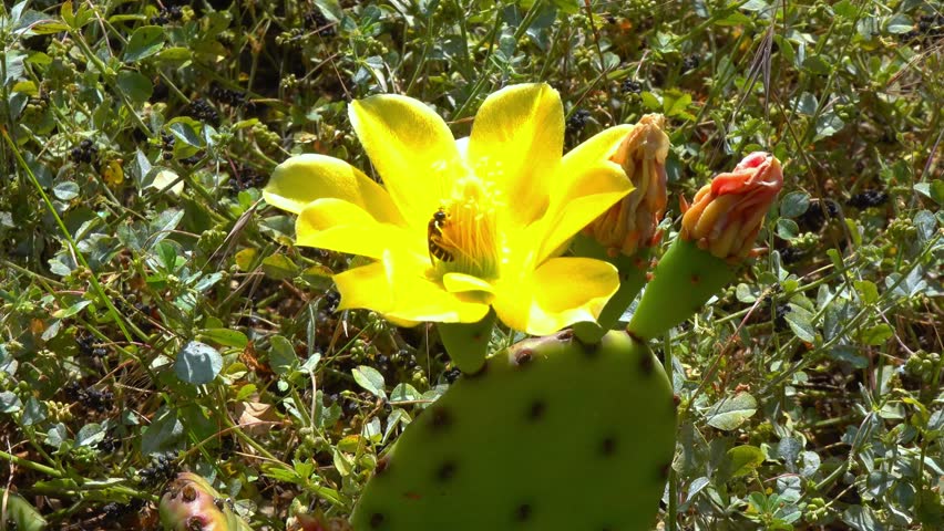 Bee in a flower, Close-up of yellow blooming cactus Opuntia on a stone slide in the garden, Ukraine