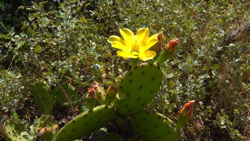 Close-up of yellow blooming cactus Opuntia on a stone slide in the garden, Ukraine