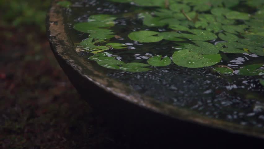 The rain filled the small lotus pot