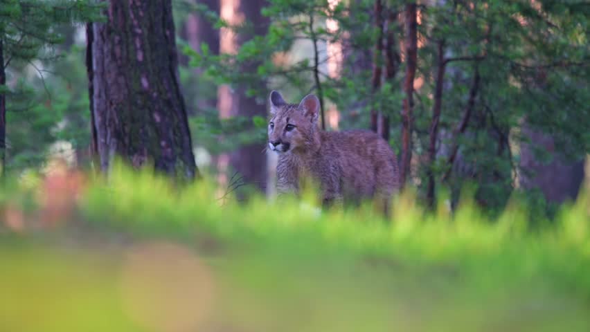The young cougar (Puma concolor) beautiful and dangerous walking through the woods among the rocks in the North American forest in the morning at sunrise. 4K resolution