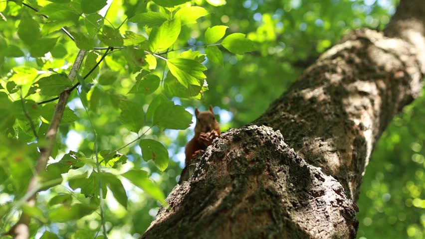 a squirrel on a tree eats a nut