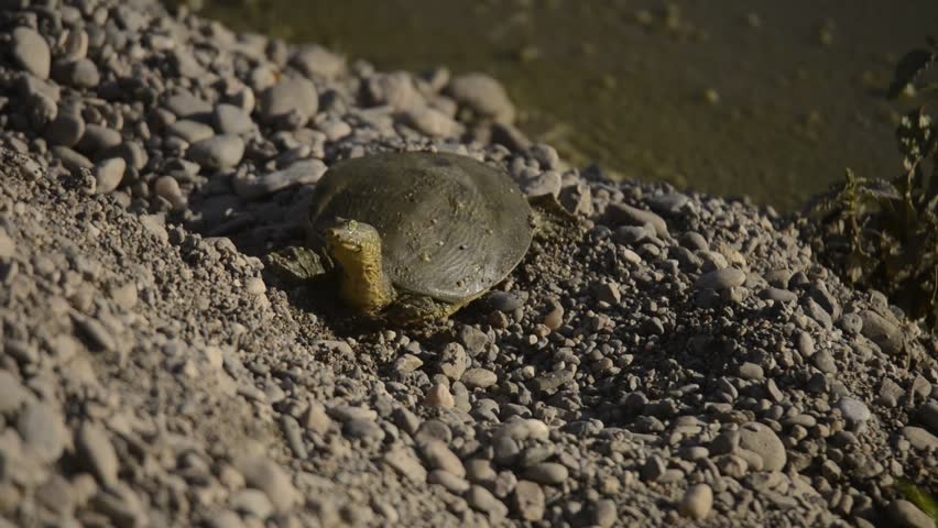rafetus euphraticus turtle in tigris rive