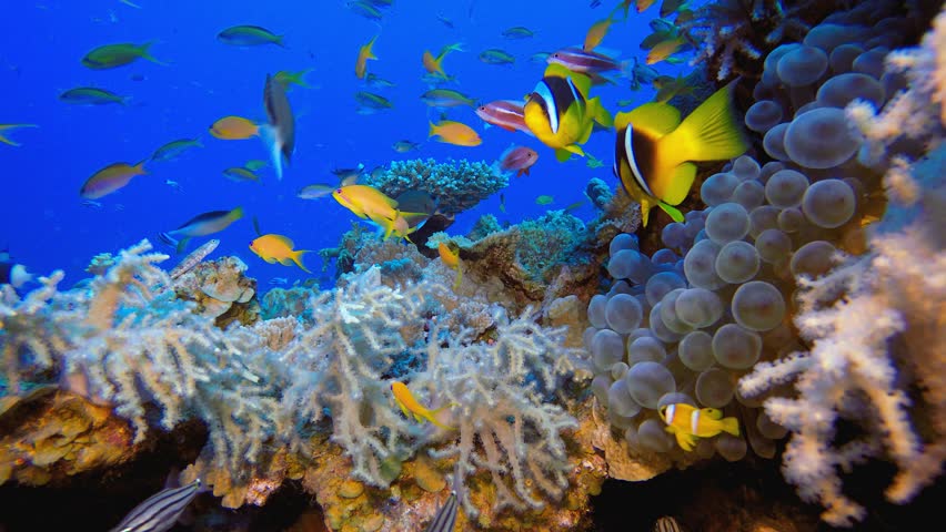 Underwater Marine Life Clownfish. Underwater tropical clownfish (Amphiprion bicinctus) and sea anemones. Underwater fish reef marine. Tropical colourful underwater seascape. Reef coral scene.