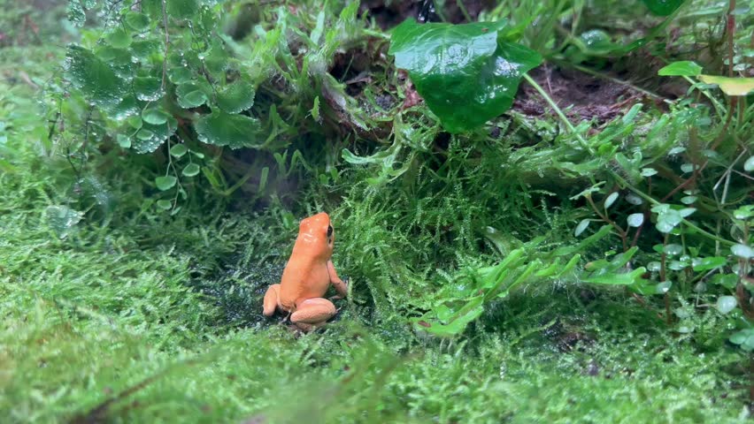 The golden poison frog in artificial forest ecosystem