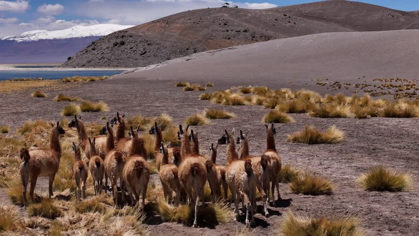 Aerial view of llama herd near Laguna Santa Rosa in Atacama Desert with Ojos del Salado volcano. Llamas grazing by Laguna Santa Rosa in Atacama Desert with Ojos del Salado volcano in background