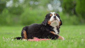 Bernese Mountain Dog puppy lying on the green grass in the gadren. - Powered by Shutterstock - Get 15% off with code: PIKWIZARD15
