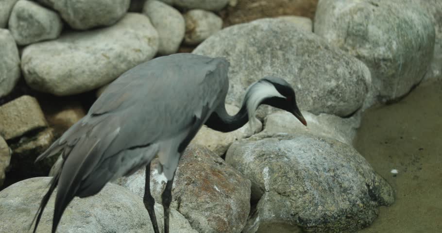 Animal bird redcrowned crane, crane family red eyes plumage quill hair beard grandfather stream back of the head