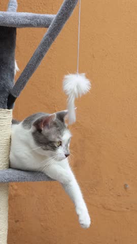 Small adorable cute white and gray cat, kitty, kitten playing with a toy mouse, on a cat tree, with orange background