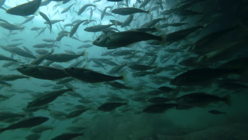 Large shoal of Cod fish at spawning run swimming underwater in shallow water on shore zone, Slow motion, Close up