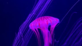 Glowing jellyfish drifting gracefully in a dark aquarium, highlighted by vibrant pink light - Powered by Shutterstock - Get 15% off with code: PIKWIZARD15