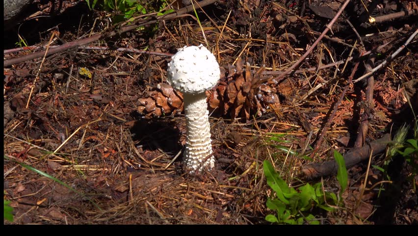 Amanita vittadinii - shaggy porcini mushroom grown in the forest floor under a tree, Ukraine