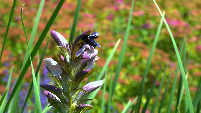 Violet carpenter bee - Xylocopa violacea, large purple bee on white flowers of Acanthus hungaricus, Ukraine