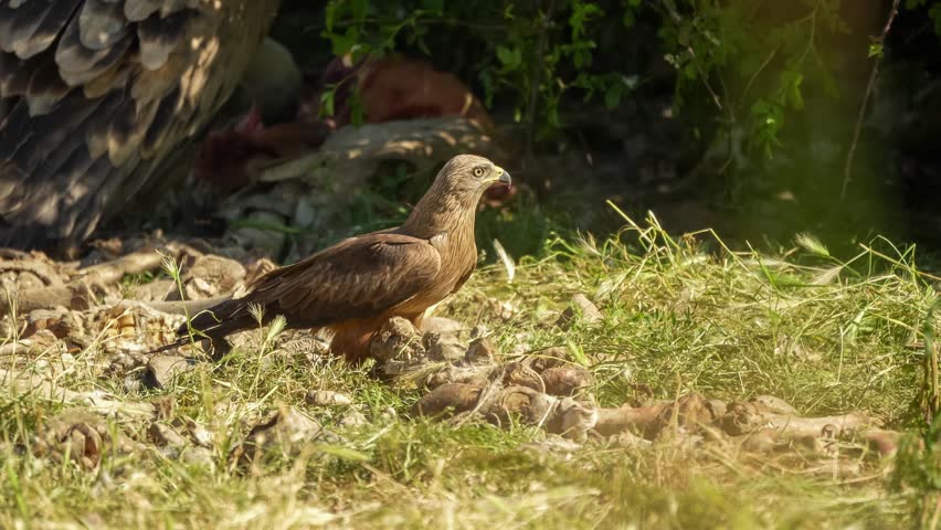 close-up of a black kite (Milvus migrans) searching for food at a bird of prey feeding site