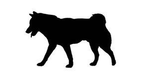 Black Silhouette Dog walking on the white background. Black and white for compositing and presentation. - Powered by Shutterstock - Get 15% off with code: PIKWIZARD15